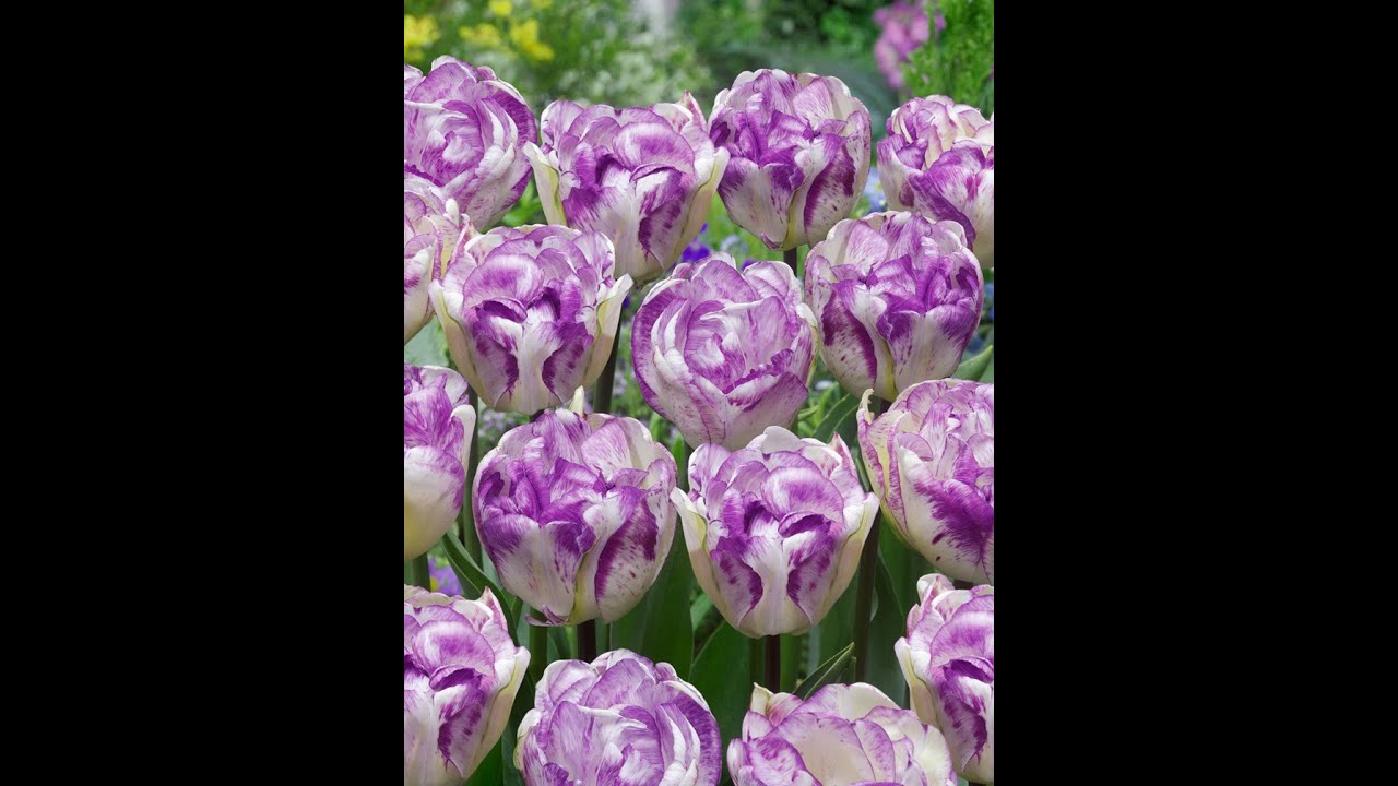 Tulipa Double Shirley
