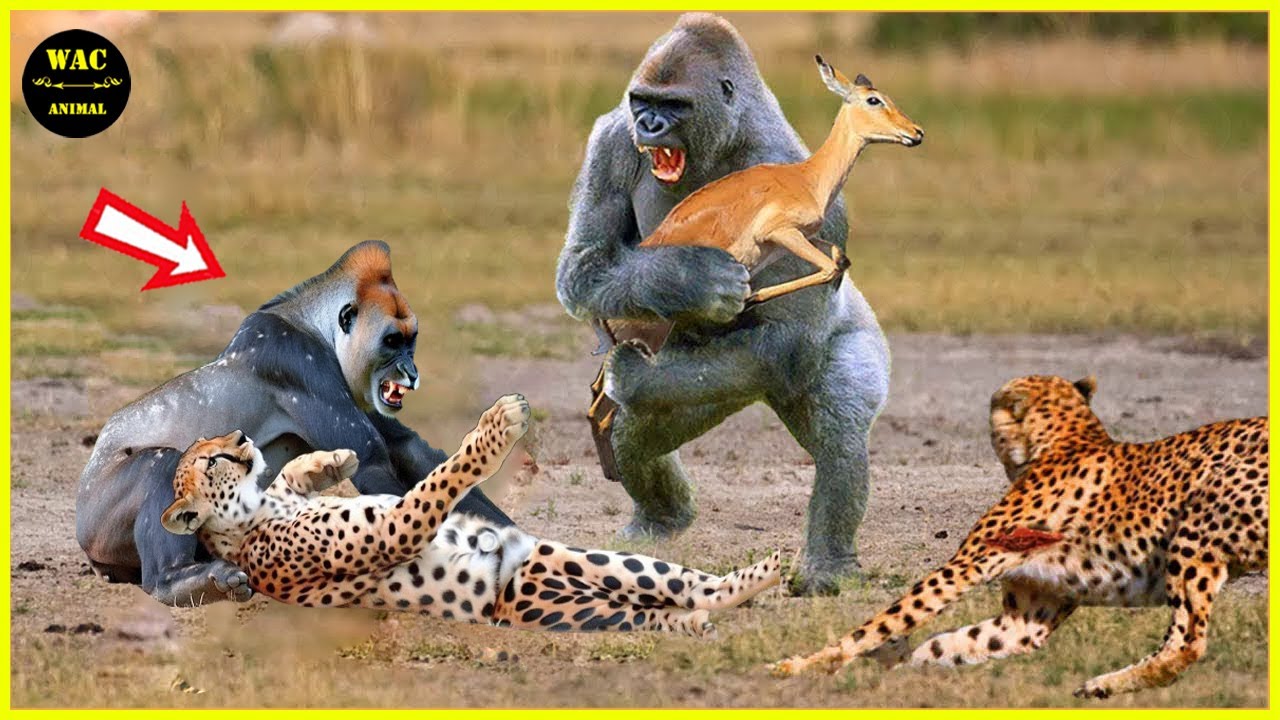 50 Hero Animals That Saved Human Lives | Animals That Saved Other Animals#13 | Best moment of 2024!