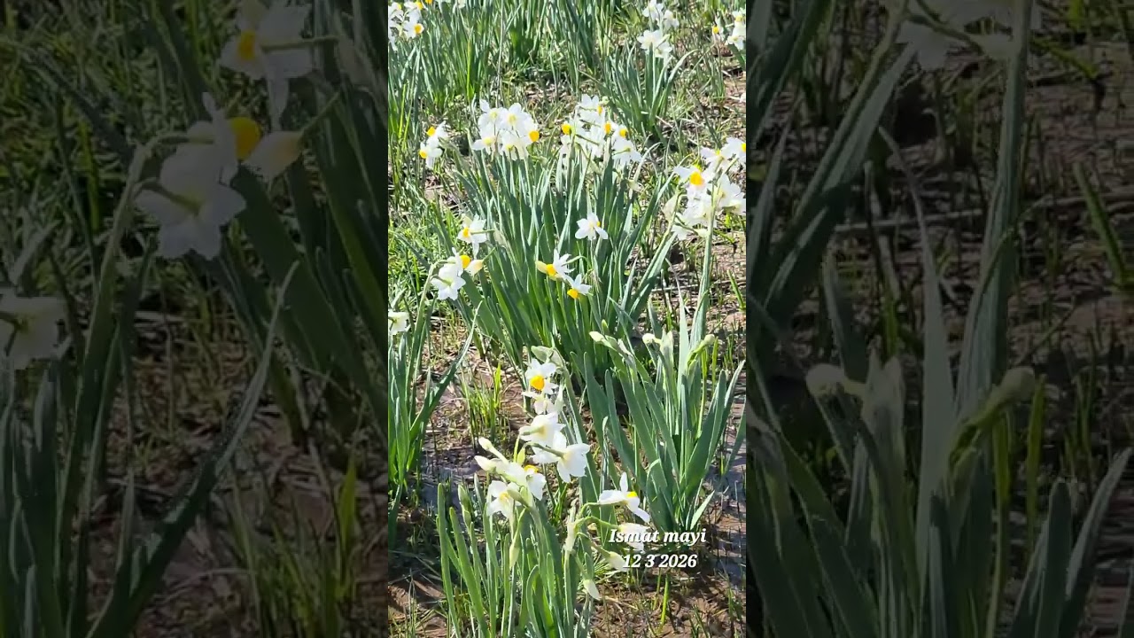 M.arif....nêrgizêt gundê Çeqela...Kurdistan 