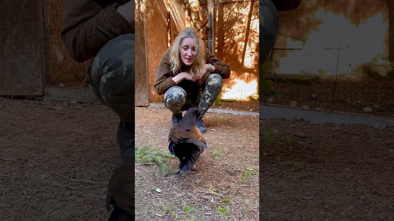 Kruk symulant  #animals #zwierzaki #birds #animalhelp #kruk #crow