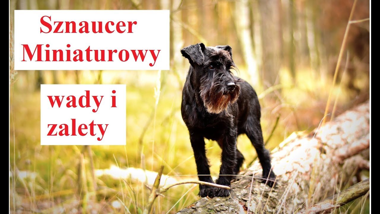 Sznaucer Miniaturowy - Wady i Zalety