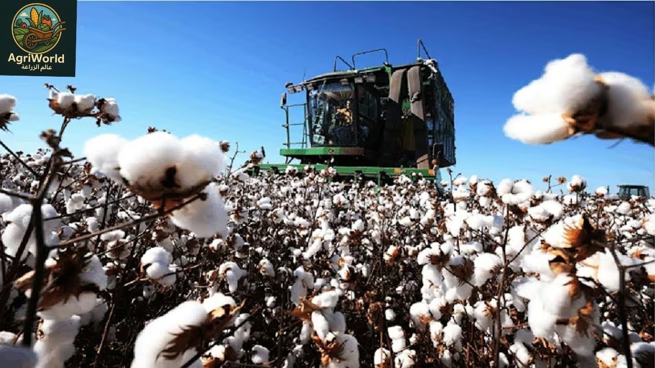 شاهد كيف يتم زراعة و حصاد القطن ☁️ | زراعة القطن