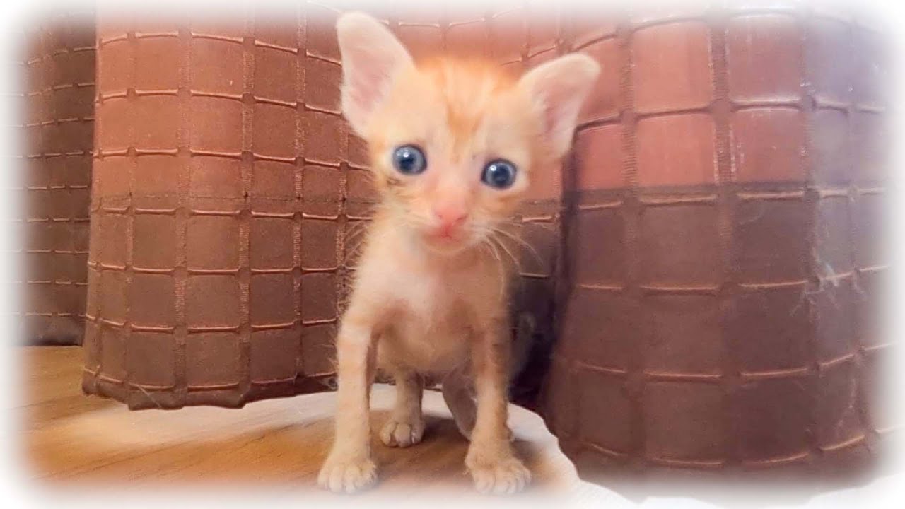 赤ちゃん子猫を外に出したら、こんな顔になりましたｗ【子猫保護】
