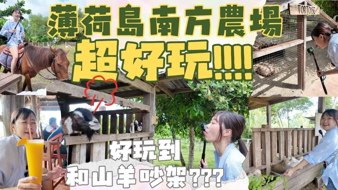 菲律賓薄荷島的南方農場 | 嚇死人的瘋羊，來決鬥吧