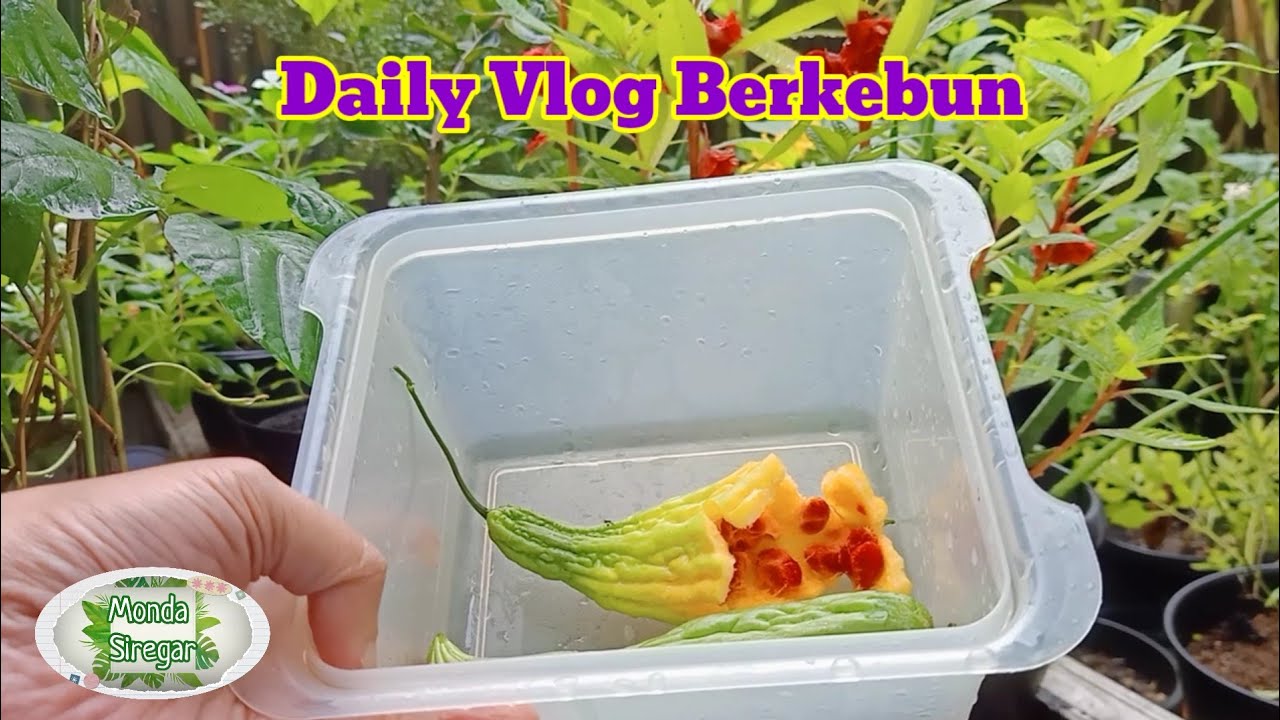 Cara Menata Kebun Mini Supaya Lebih Rapi Dan Lega | Semai Benih Terong Pondoh Dan Benih Mandiri Pare