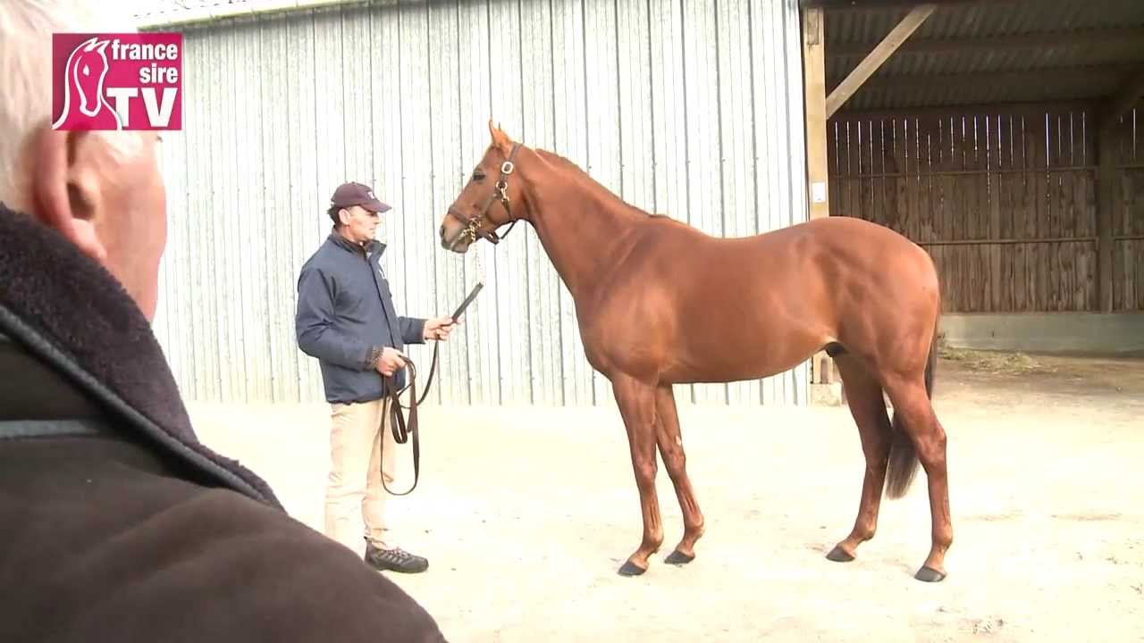 RDE 2014 : JP Gallorini visite No Risk At All au Haras de la Reboursière