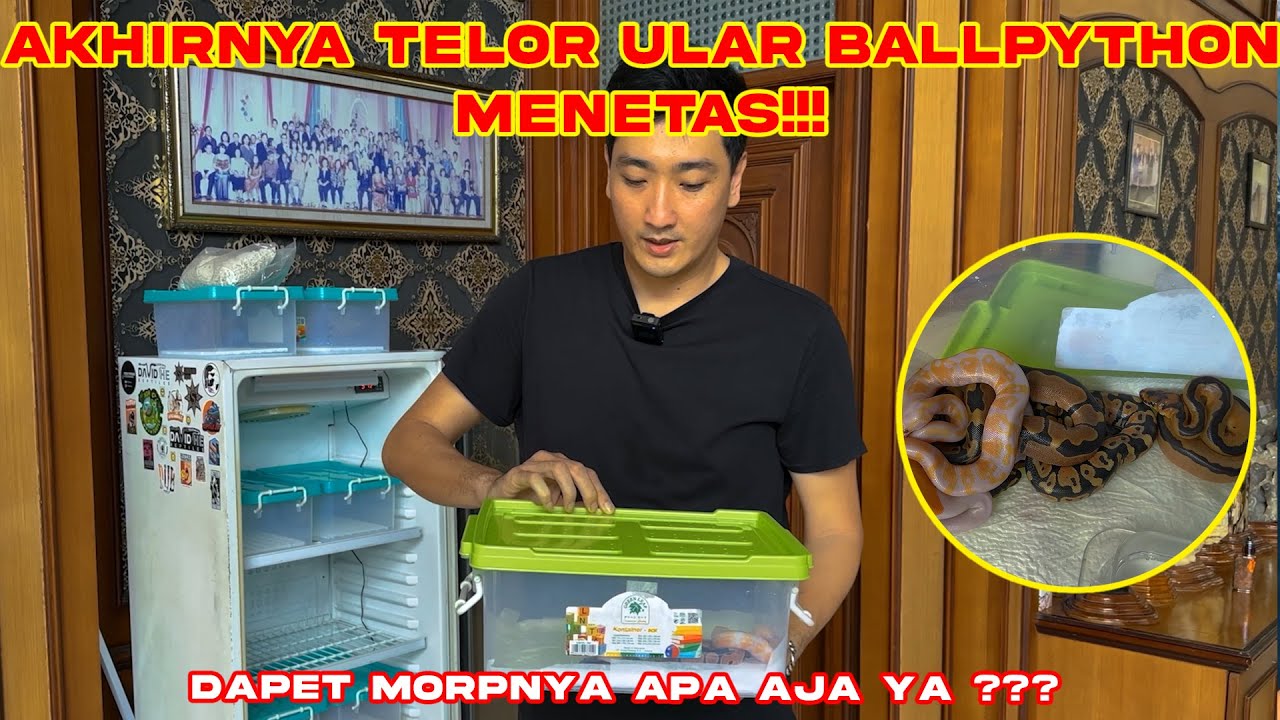 AKHIRNYA TELOR ULAR BALLPYTHON MENETAS !!! DAPET MORPh APA JA YA
