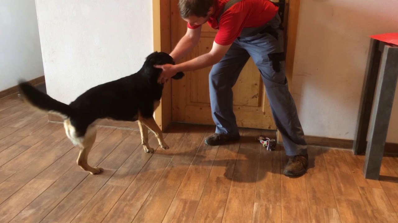 Mein Patenhund Frieda hat nur 3 Beine - Gut Aiderbichl