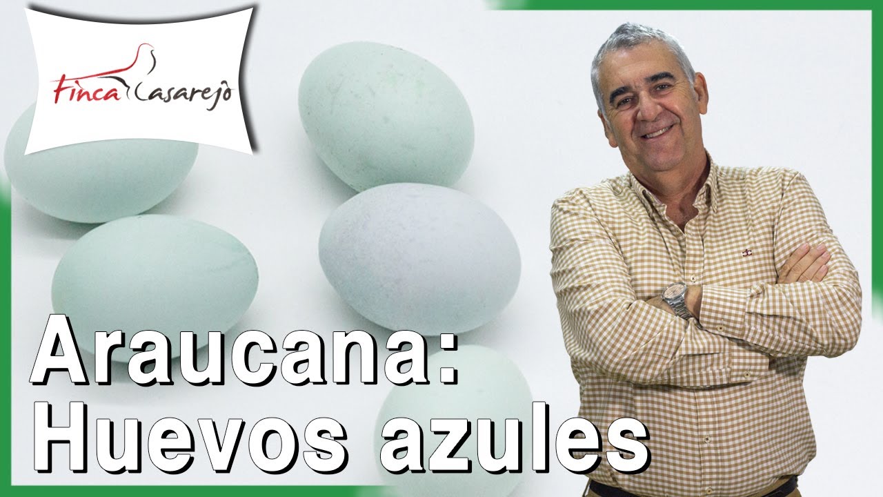 Huevos azules de gallina Araucana o Mapuche: mitos y leyendas