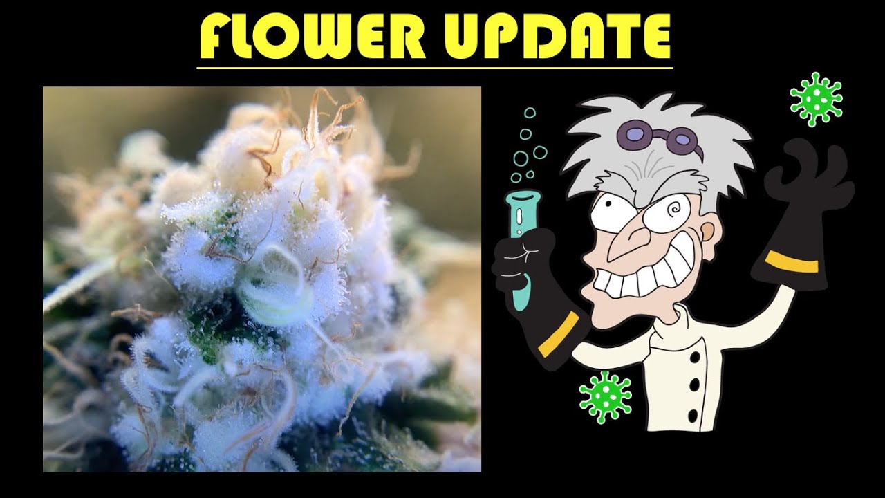 Week 19 purple kush crop king seeds