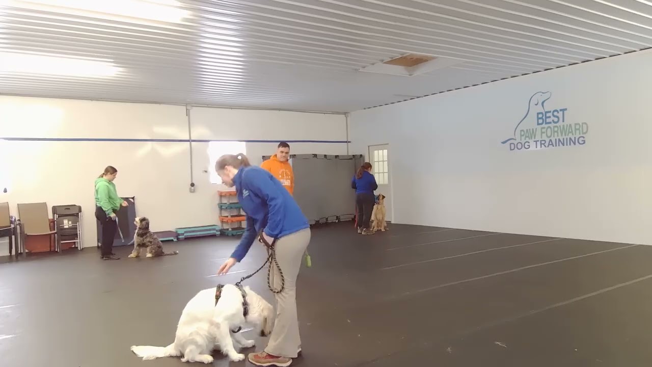 Murphy the Chocolate Labrador Retriever | Advanced Indoor Reactivity Training | Best Paw Forward