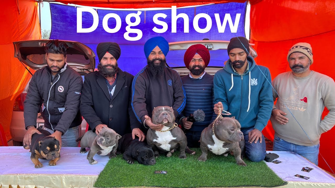 Amritsar dog show|Pritpal Tiwana|American Bully