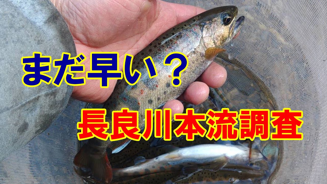 アマゴ釣り。3月初旬の長良川本流！まだ早い？調査に行ってきました！