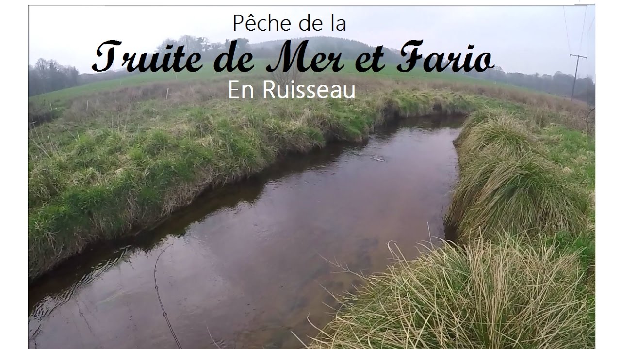 Pêche de la Truite de Mer et Fario en Bretagne!