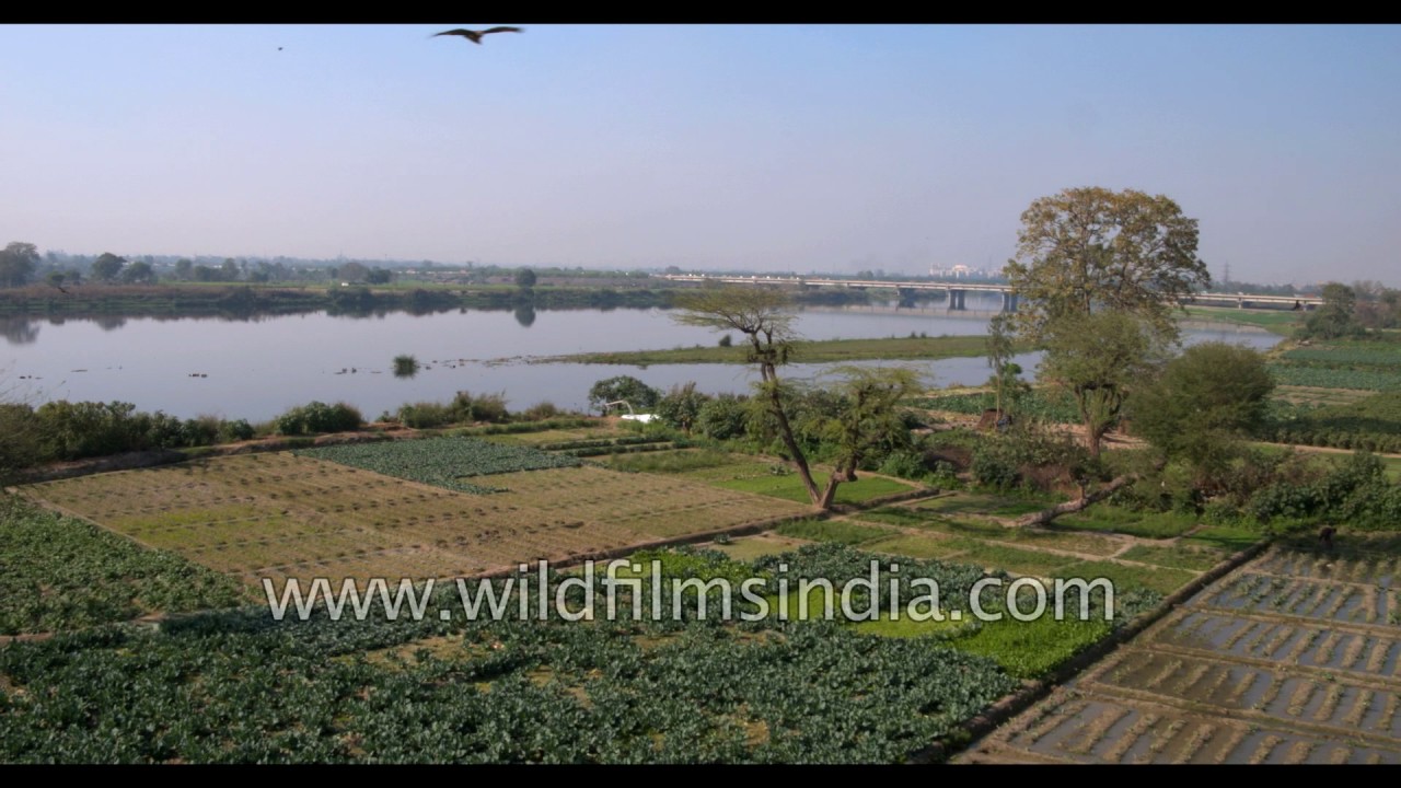 Aerial Delhi : Yamuna flood plain with vegetable cultivation - agriculture in India