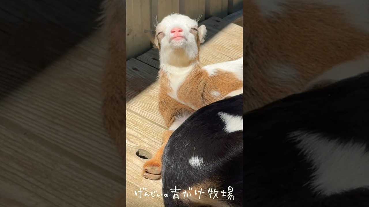 寝落ちる子ヤギ　#ヤギ