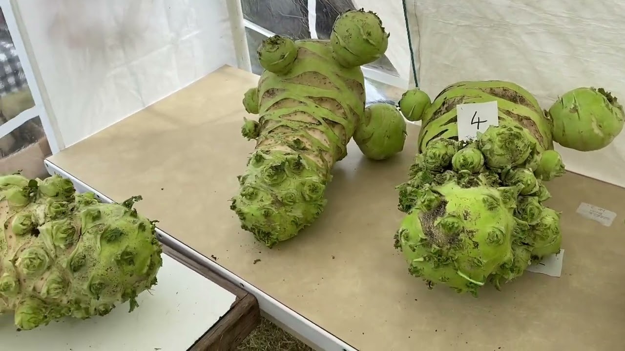 Cabbage club giant vegetable show 2022