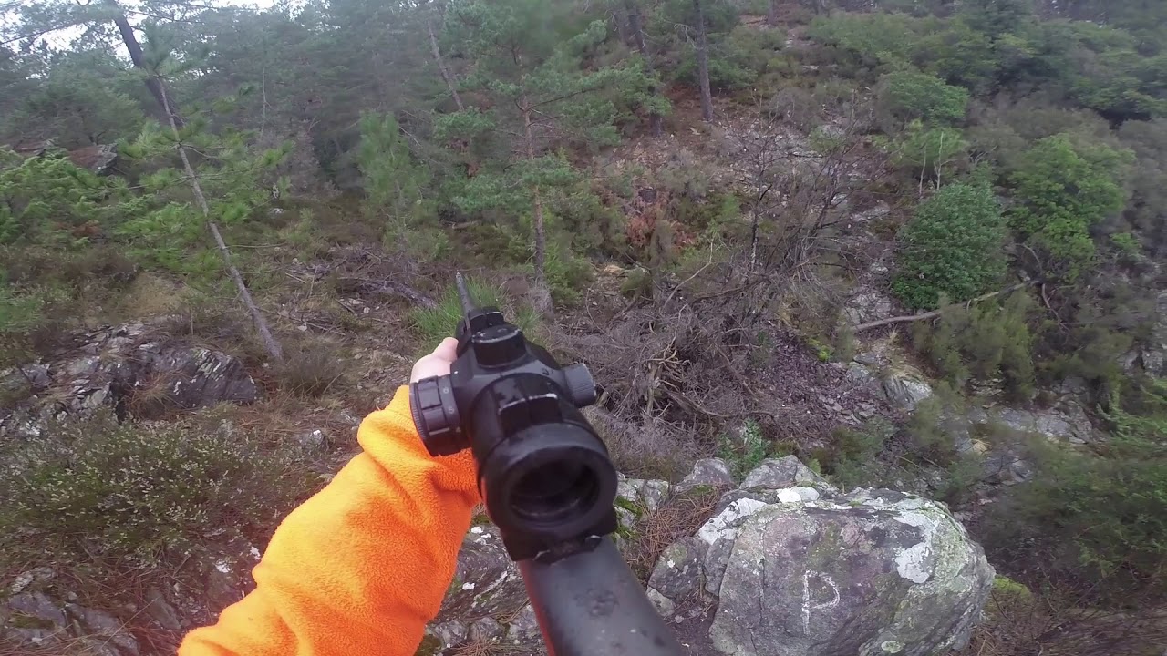 Chasse aux Sangliers en Cévennes Ardéchoise.... Quadruplé !!!!