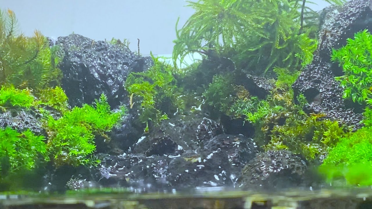 【滝】癒しの滝の流れるアクアテラリウムを作ってみた【aquaterrarium】