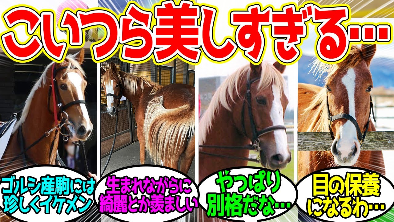 尾花栗毛の馬たちを愛でたい会に対するみんなの反応！【競馬 の反応集】