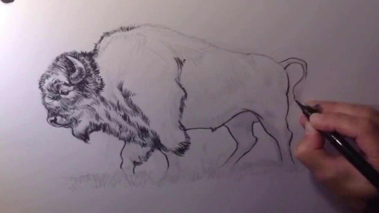 Drawing a Buffalo