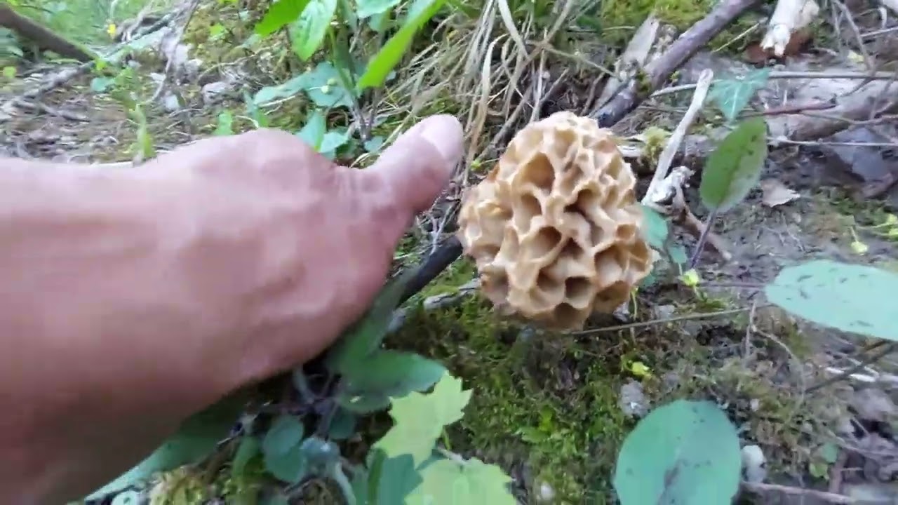 morilles 3eme semaine avril 2023