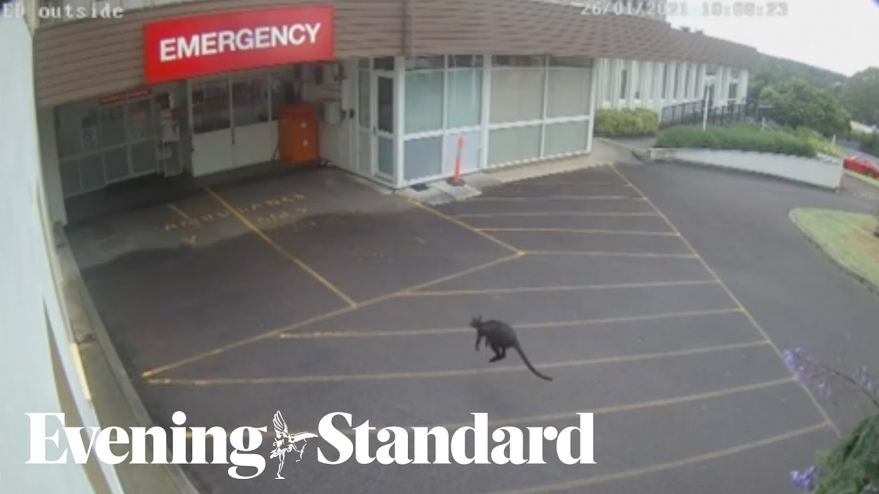 Wallaby bounces straight into a hospital in Australia