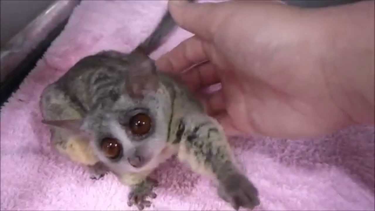 ショウガラゴの女の子!小動物専門店マリン