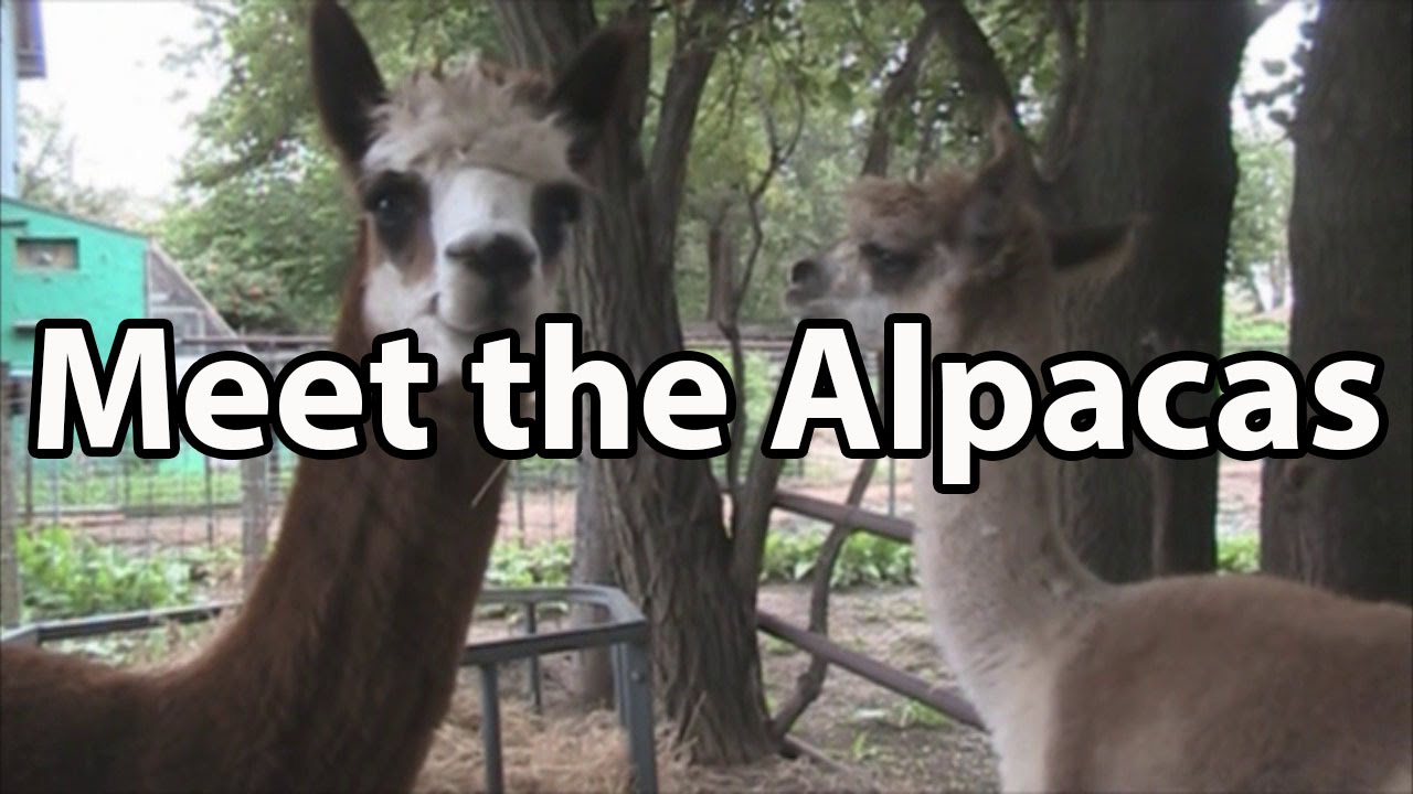 Meet the Alpacas: WWOOFing