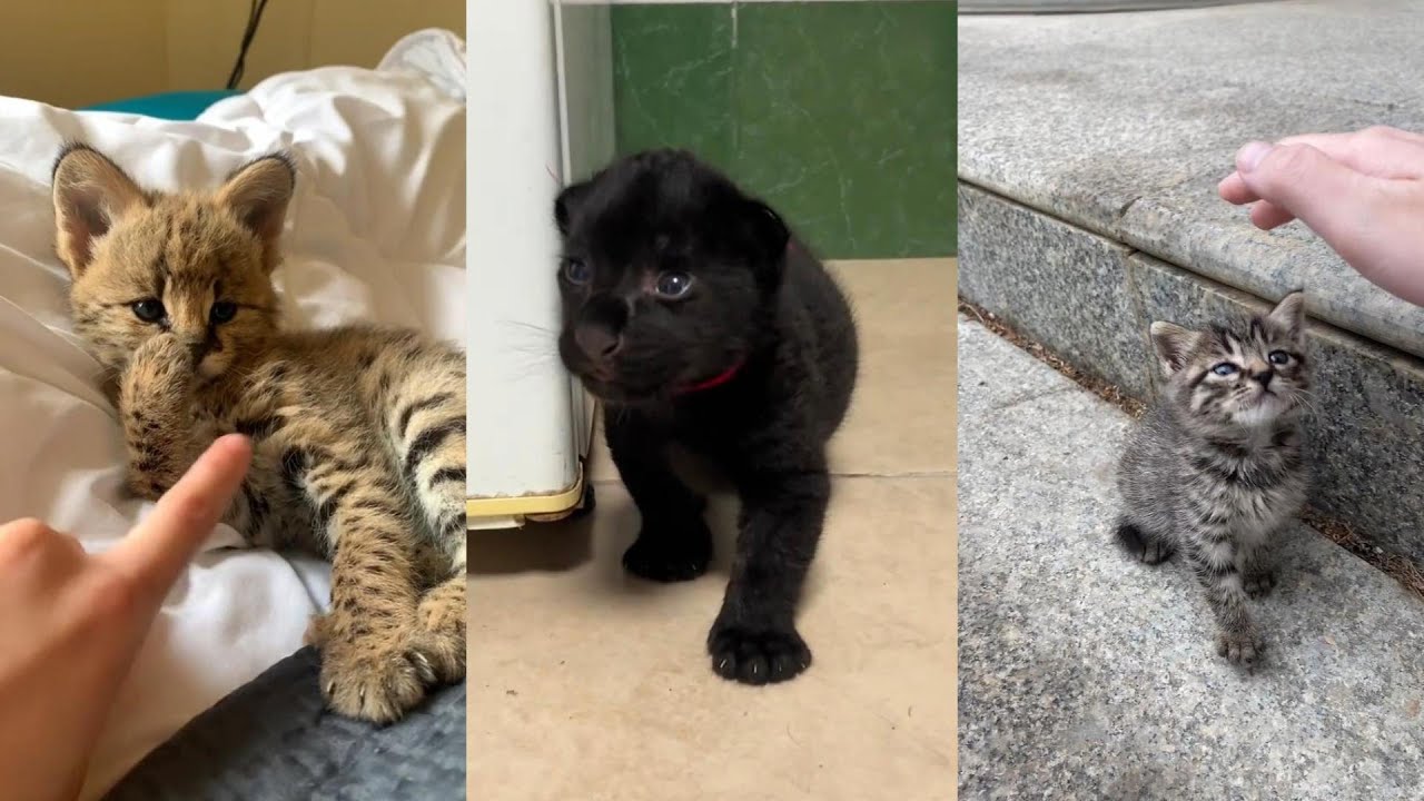 Cat rescue#lovestory #animals #wildliferescue #wildlife #rescue #cute #pets #cat #kitten #love