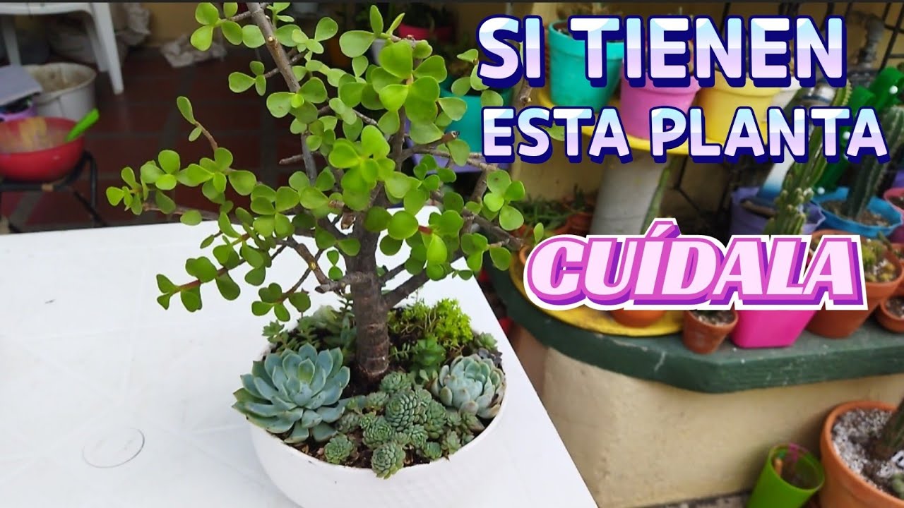 LO QUE NO SABIAS DEL ÁRBOL DE LA ABUNDANCIA ( portulacaria afra)