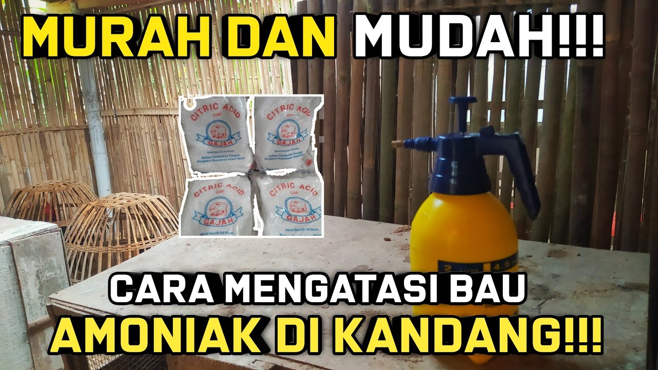 MURAH DAN MUDAH!!! CARA MENGATASI BAU AMONIAK DI KANDANG!!!