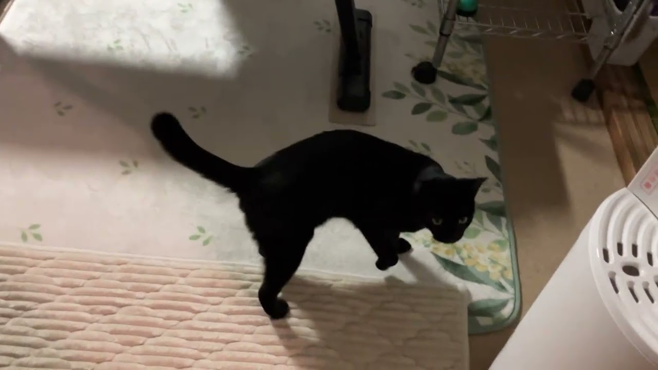 遊んだ後はごはんが出てくると理解しているかわいいボク🐈‍⬛黒猫むぎちゃん2026.0317