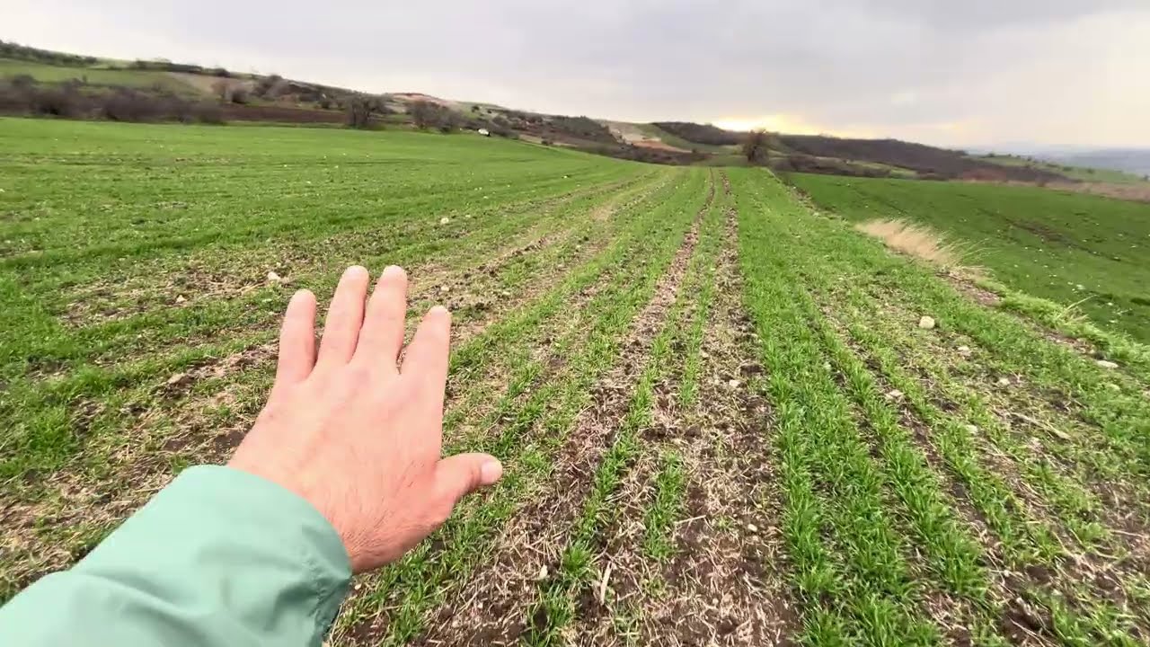 SATILIK 12 DÖNÜM FULL DENİZ MANZARALI FİYAT 2.750 bin 0506 948 62 45