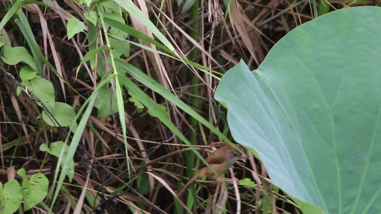 Jerdon's Babbler (Chrysomma altirostre)