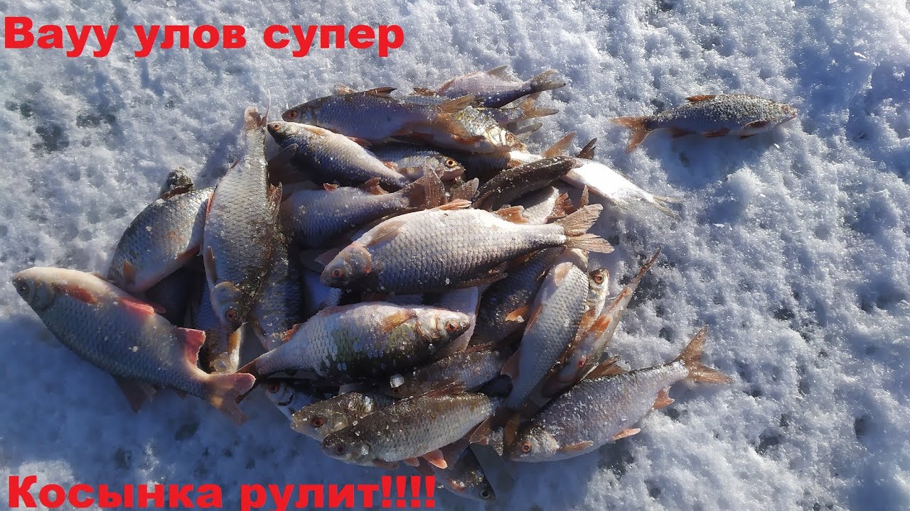 Ловля плотвы на косынку зимой!!!!!