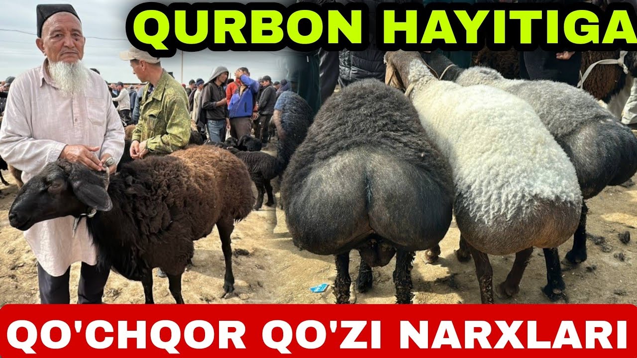 QO'CHQOR QO'ZI NARXLARI SURXONDARYO MUZRABOT ZANG MOLBOZORI 