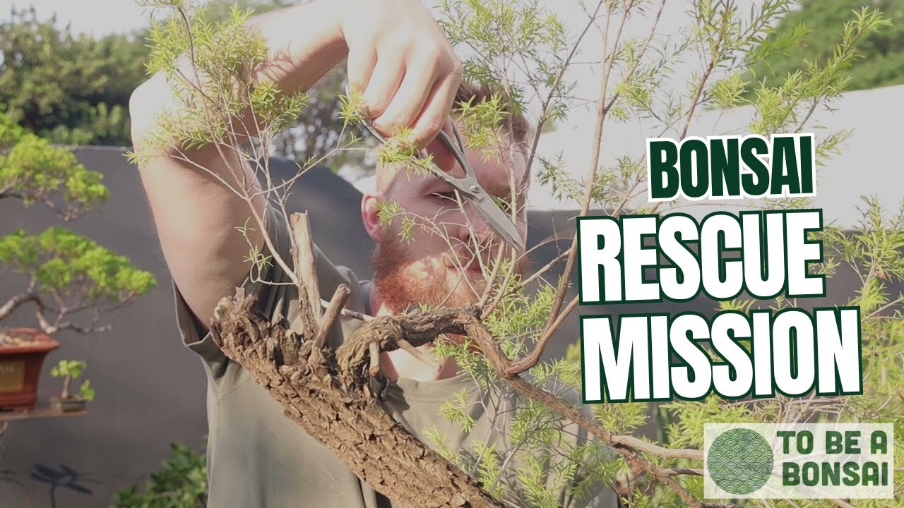 Rescue Mission: Slip Potting a Neglected Johannesburg Gold Bonsai