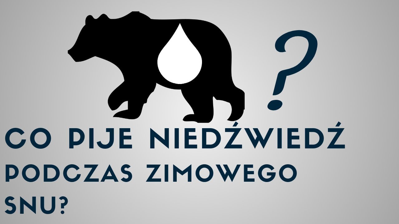 Co pije niedźwiedź podczas zimowego snu? 💧🐻