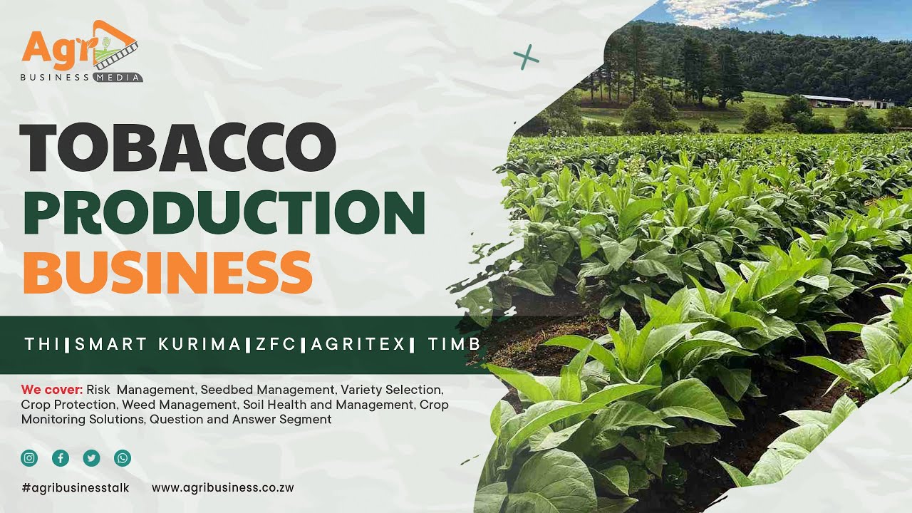 How to Grow Tobacco Successfully: Expert Tips and Solutions