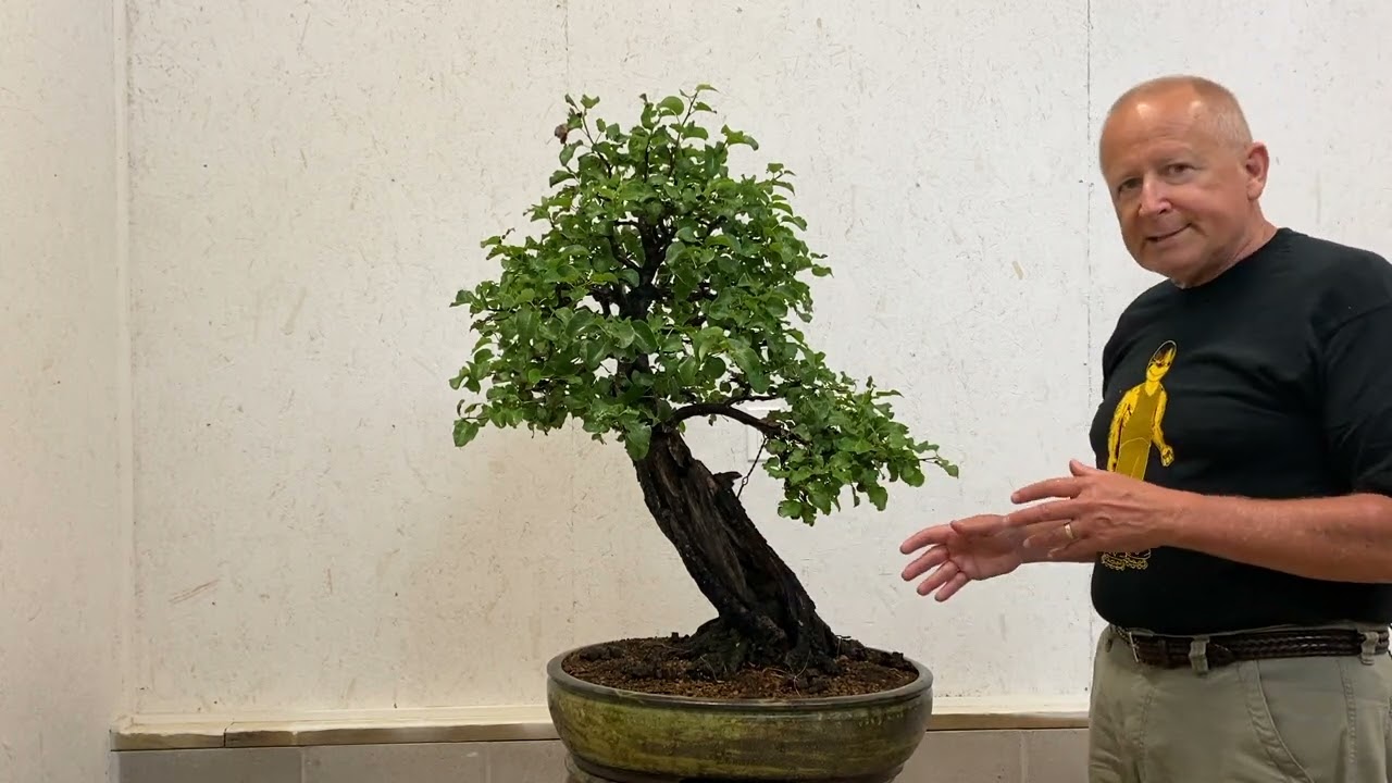 How to Create Amazing Apple and Pear Bonsai