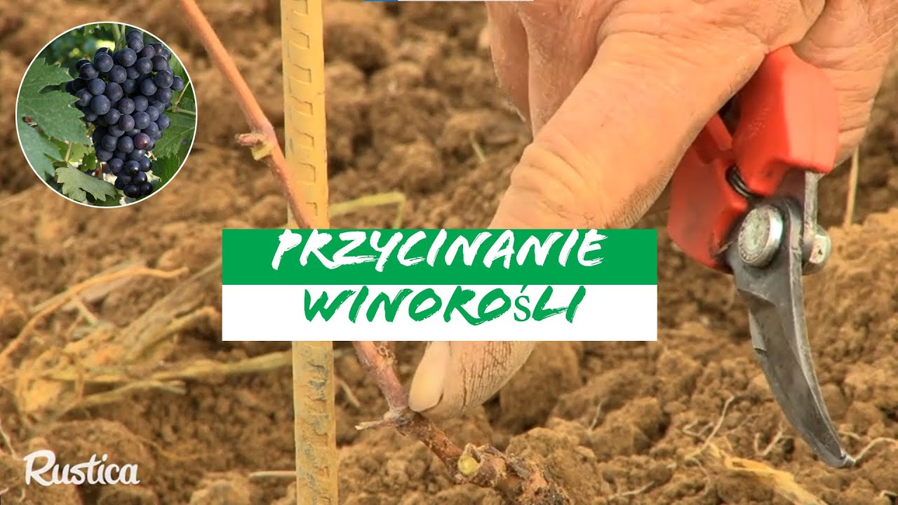 🌱 Jak przycinać winorośl w pierwszym roku 🍇 Porady eksperta!