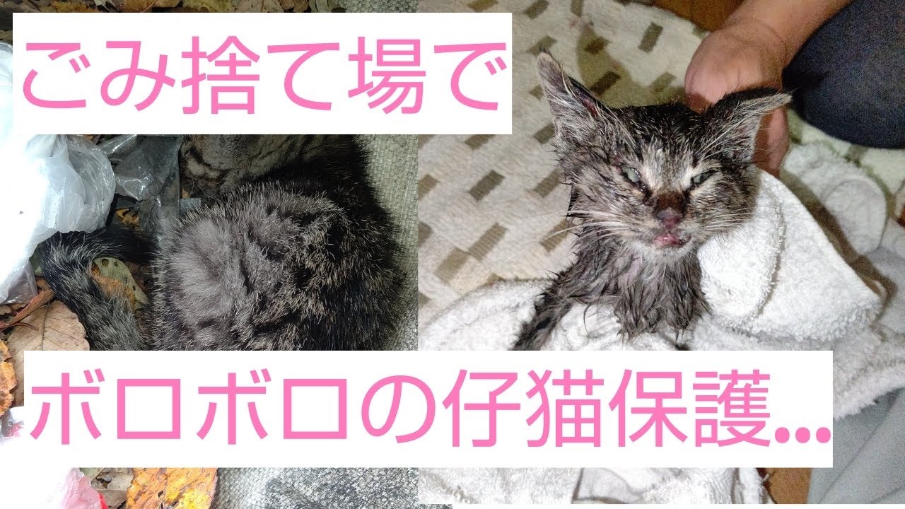 ごみ捨て場で、仔猫を保護しました。
