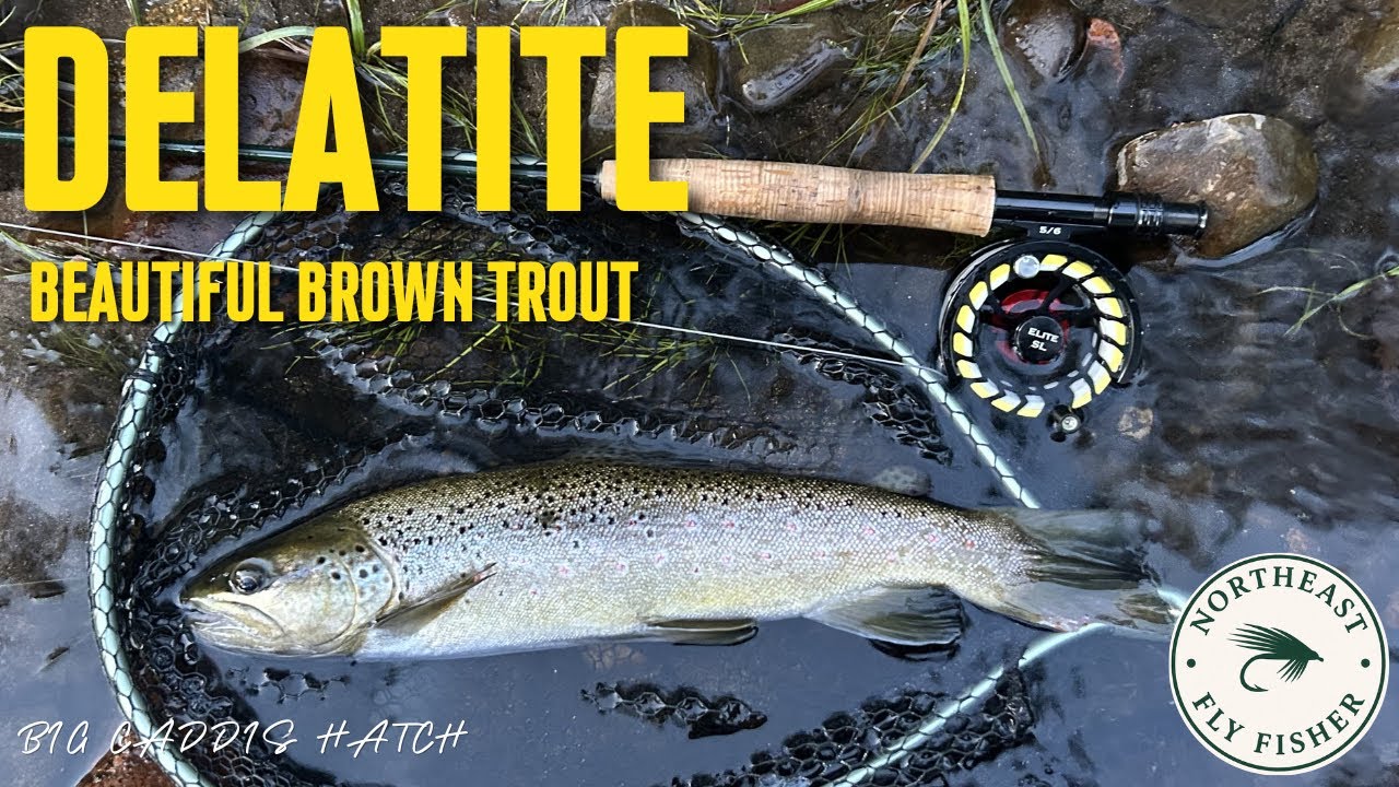 NORTHEAST FLYFISHING : EVENING SESSION BIG CADDIS HATCH