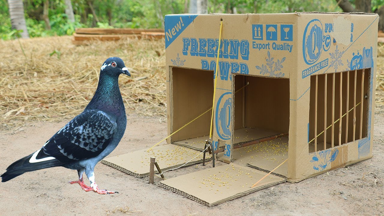 Easy Making Quick Pigeon Trap From Cardboard Box - Really Unique Bird Trap