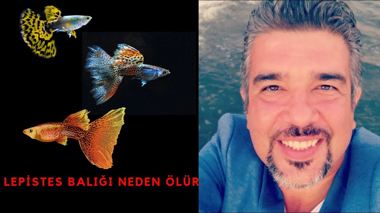 LEPiSTES BALıĞı NEDEN ÖLÜR?(Akvaryumu Kaç Derece Olmalı Ne Kadar Yem Verilir Hastalıkları Ne Yer)