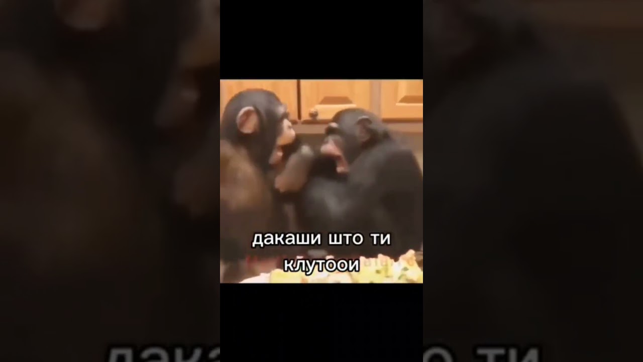 Что то интересное #бибизяна
