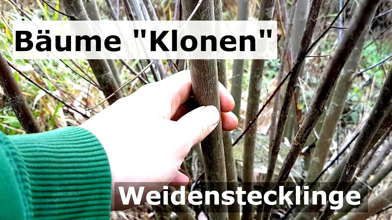 Weiden vermehren durch Weidenstecklinge
