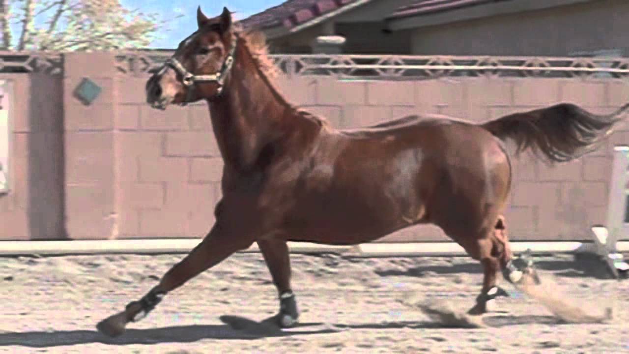 Horse galloping in slow motion