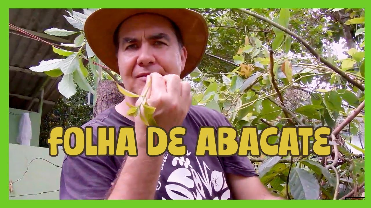 FOLHA DE ABACATE: O PODER MEDICINAL ESCONDIDO QUE QUASE NINGUÉM USA!